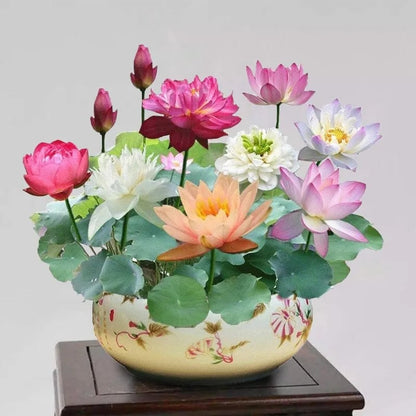 💐The Sacred Bonsai Bowl Lotus Flower  💥Limited time delivery