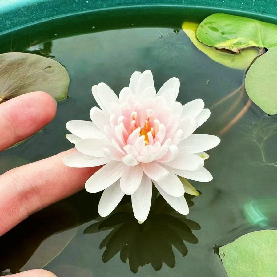 💐The Sacred Bonsai Bowl Lotus Flower  💥Limited time delivery